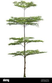 Image result for Terminalia superba