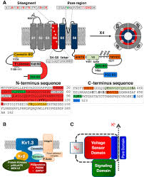 Maybe you would like to learn more about one of these? The Secret Life Of Ion Channels Kv1 3 Potassium Channels And Proliferation American Journal Of Physiology Cell Physiology