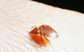 You can put free parking to good use if you drive. How To Avoid Bed Bugs When You Travel
