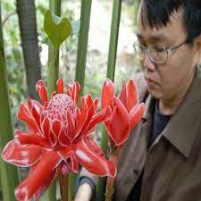 Torch Ginger Flower Seeds Torch Ginger Flower Flower Seeds Ginger Flower