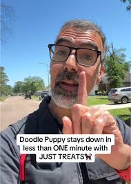 He really loved those treats😅 Think your puppy can’t stay? Watch until the  end… #doodlepuppy #puppy #stay #dogtraining #easy #dogsoftiktok #dogtrainer  #doodlesoftiktok