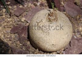 Image result for Raphionacme procumbens