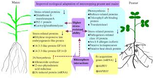 Image result for Kyllingiella microcephala