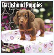 Outreach locations across the metro area also. Extreme Dachshund Puppies Dog Breed