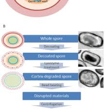 Criou um tipo original de trombone, com. A Schematic Structures Of B Subtilis Spores B The Procedure Of Im Download Scientific Diagram