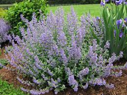 Catmint A Must Have Perennial Cat Mint Plant Ground Cover Plants Plants