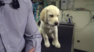 Amazon's choice for heartgard plus chewables. Mn Vets Warn Pet Owners About Counterfeit Medications Kare11 Com