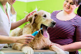 Animal hospitals offer general and emergency pet care services. Do Dogs Need Dental Care Dog Myths Debunked