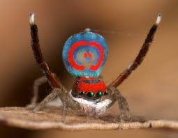 A suburban garden is the stage for flamboyant spiders the size of a grain of rice. Peacock Spiders Rainbow Iridescence Could Help Develop New Optical Technologies