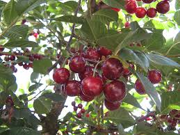 Find the perfect fruit tree stock photos and editorial news pictures from getty images. Free Photo Cherry Fruits Fruit Tree Hippopx