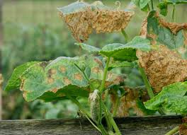 Cucumber Diseases