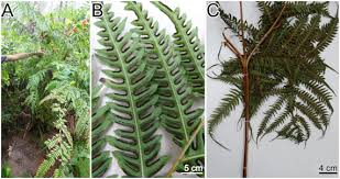 Image result for Pteris tripartita