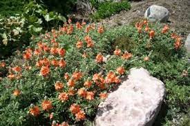 An oxalis commonly used as ground cover is redwood or oregon sorrel (oxalis oregana), which does best in full or partial shade. Pin On Nebraska Statewide Arboretum Plants For My Garde