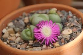 Image result for Achyropsis