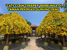 Need to translate menjalar from indonesian? Viral Perak On Twitter Ipoh Pokok Bunga Cats Claw Creeper Yang Sedang Berbunga Lebat Ketika Ini Di Taman Rekreasi Gunung Lang Ipoh Ianya Merupakan Fenomena Yang Jarang Berlaku Sebab Pokok Ini Pokok