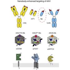 Image result for White 1995 AAV