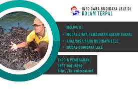 Cara Budidaya Ikan Lele Di Kolam Terpal Kolam Pengetahuan Kolam Ikan