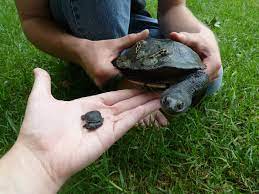 Eastern Snake Necked Turtles The Species Is Found Throughout South Eastern Australia Tortoise Turtle Turtle Time Baby Turtles