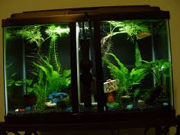 10 Gallon Divided Betta Tank Betta Tank Betta Fish Betta