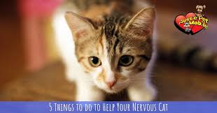Maybe you would like to learn more about one of these? 5 Things To Do To Help Your Nervous Cat Aussie Pet Mobile Greater Orlando