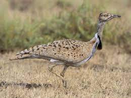 Houbara Bustard Chlamydotis Undulata By Tarique Sani Bird Species Beautiful Birds Bird