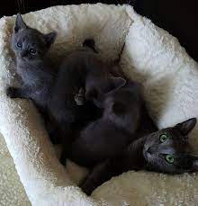 Russian Blue Cats And Kittens For Sale In The Uk Pets4homes Tap The Link Now To See All Of Our Cool Cat C Russian Blue Cat Russian Blue Kitten Russian Blue