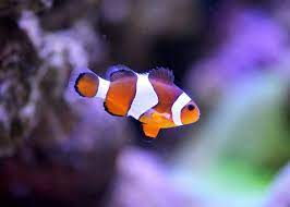 Check spelling or type a new query. 20 Most Popular Saltwater Fish List Of Species Types As Pets 2021