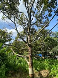 ARENDO 3 YEARS 25 KUPUNOAN SOLID PUYAT DAGKO OG PUNOAN DAGKO OG SANGA NASA  25 TO 30 YEARS NA ANG PUNOAN SA PUYAT 290K NEGO SA SURE BUYER 😊 LOCATION:  TAMUGAN CALINAN