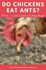 I dont think they eat them. Do Chickens Eat Ants Pros Cons Of Eating Insects Chicken Chicks Info