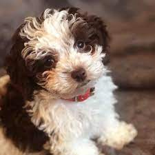 We did not find results for: Toy Poodle Mini Doodle Dogs Teacup Poodle Puppies Tea Cup Poodles Toy Poodle Puppies For Sale Near Me 0 Toy Poodle Puppies Poodle Puppies For Sale Poodle Puppy
