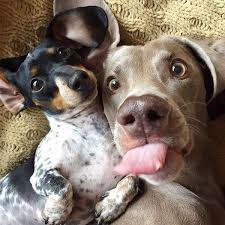 Vet to pet mobile services based in smithers, we serve communities throughout northwest, british columbia! Hi Smithers And Telkwa Kim Vet To Pet Mobile Services Facebook