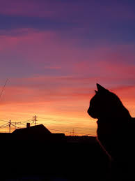 Cat In Front Of Sunset Sunset Cat Catsilhouette Beautiful Anak Kucing Menggemaskan Gambar Kucing Lucu Gambar Hewan Lucu