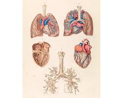 vintage anatomical poster human anatomy chart heart lungs science art print cardiovascular pulmonary system respiratory circulatory