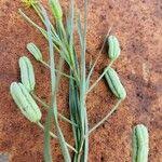 Image result for Iphigenia pauciflora