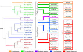 Check spelling or type a new query. Coronaviruses In Bats