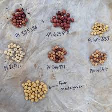 Image result for Vigna subterranea