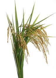 Photo About Growing Rice On White Background Image Of Freshness Flora Cereal 24156422 Rice Plant Agriculture Photography Growing Rice