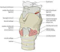 Larynx Useful Notes On Larynx Human Anatomy