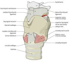 larynx useful notes on larynx human anatomy