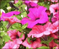 Altri prodotti nello stesso stile. Fiori A Campana