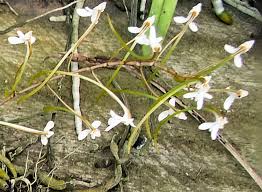 Image result for Angraecopsis gracillima