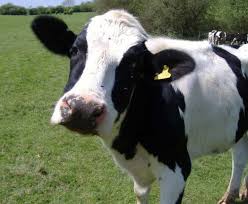 Nah itulah cerita novel penjara hati sang ceo.pernikahan alea dan seno terjadi karena permintaan haris bagaskara yang ingin menjalankan permintaan sang ayah yang menginginkannya menikah dengan anak sahabatnya. Kirqz Kisesa Pages Directory