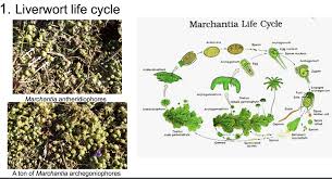 The name liverworts is derived from the belief in ancient times that the diseases of the. What Is Marchantia Capsule
