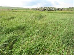 Image result for Cyperus denudatus