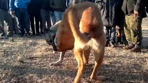 Elmalili Volkanin Arap Ve Bulgaristana Satilan Saro Oglu Saro Dailymotion Video