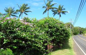 Image result for Bobgunnia madagascariensis