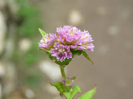 Image result for Persicaria nepalensis