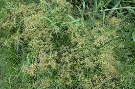 Image result for Fimbristylis bisumbellata