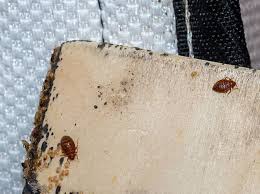 Image result for bedbugs on mattress
