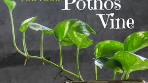 Build a trellis to give climbing plants some support while making a decorative statement in your landscape with these trellis ideas. Pothos Vine Care The Girl With A Shovel